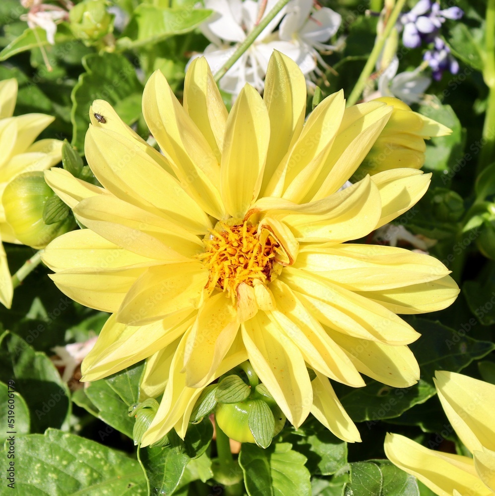 Fototapeta premium A close view of the bright yellow flower in the garden.