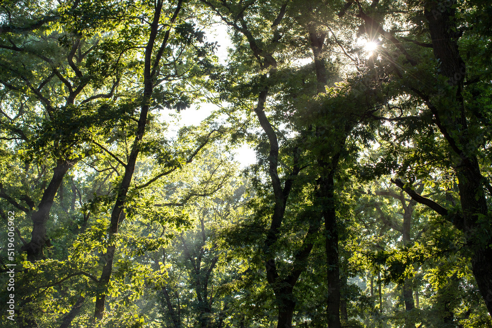 Top-down forest view. Sunlight through the leaves.