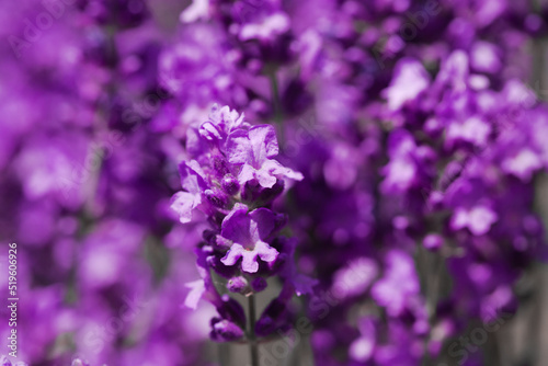 Blooming fragrant lavender flowers on a field..