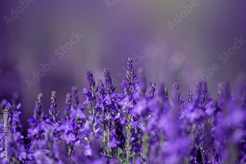 Beautiful blue floral background.