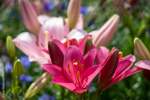 Blooming tender Lily flowergrows in a flower bed.