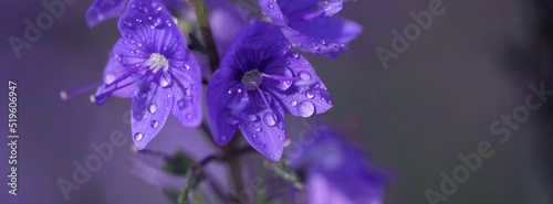 Banner Veronica flowers in raindrops.