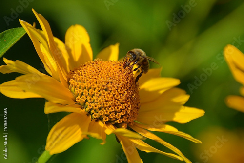 Bee on flower :)