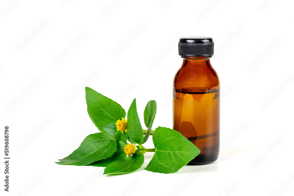 Bottle of Acmella Oleracea, Paracress or Toothache plant extract isolated on white background. Bottle of Acmella Oleracea, Paracress or Toothache plant extract isolated on white background.