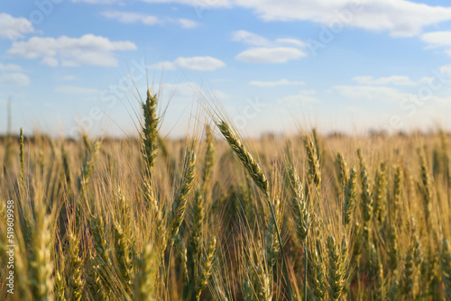 Beautiful agricultural field with ripening wheat  closeup