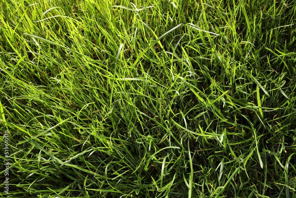 Beautiful green grass as background, above view Beautiful green grass as background, above view