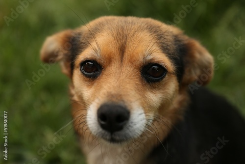 Cute dog on blurred background, closeup view