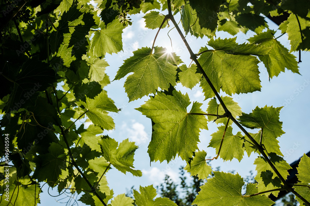 Grapevine against a blue sky in the backlight of the sun. Bottom view. Grapevine against a blue sky in the backlight of the sun. Bottom view.
