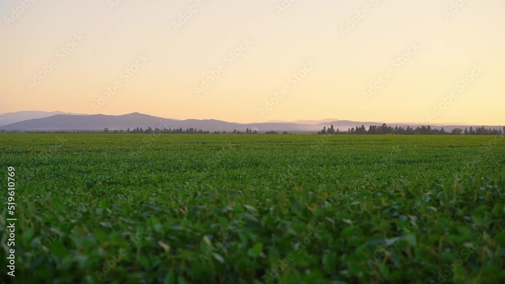 Sunset on the background of mountains and a field of beans Sunset on the background of mountains and a field of beans