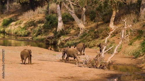 African bush elephants and impalas in nice riverside scenery in Kruger National park, South Africa ; Specie Loxodonta africana family of Elephantidae