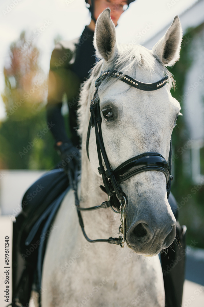 Equestrian sport. Portrait of young woman, female training at riding arena in summer day, outdoors. Dressage of horses. Horseback riding