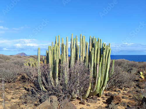 Cactus and coastal vegetation in arid and desert landscape. Nature and extreme vegetation.