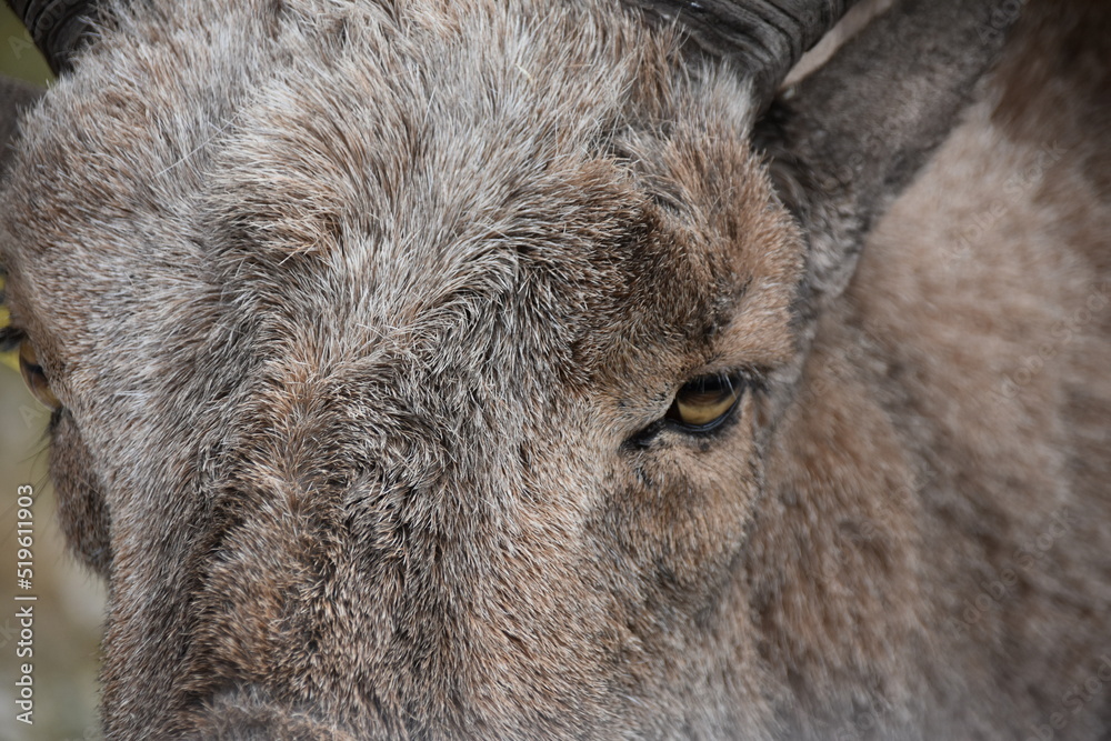 Obraz premium Close up of goat eye 