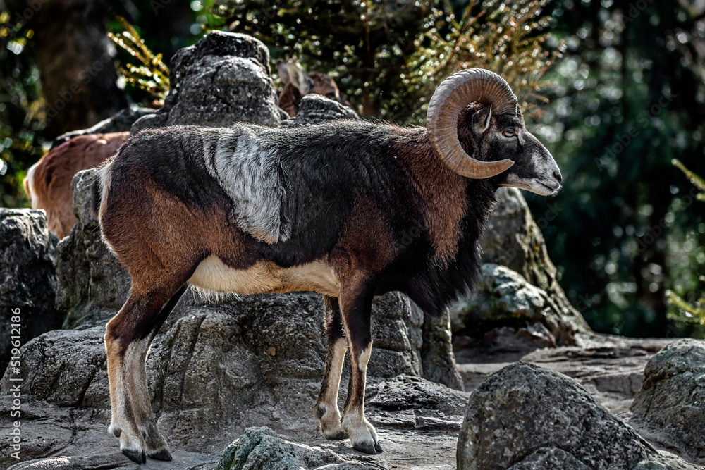Moufflon male on the rock. Latin name - Ovis aries orientalis Moufflon male on the rock. Latin name - Ovis aries orientalis