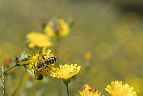 Honey bee collecting nectar on a flower meadow with yellow flowers. Busy insect