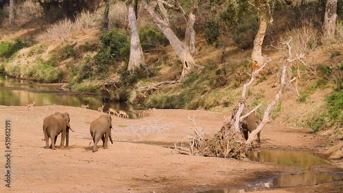 African bush elephants and impalas in nice riverside scenery in Kruger National park, South Africa ; Specie Loxodonta africana family of Elephantidae