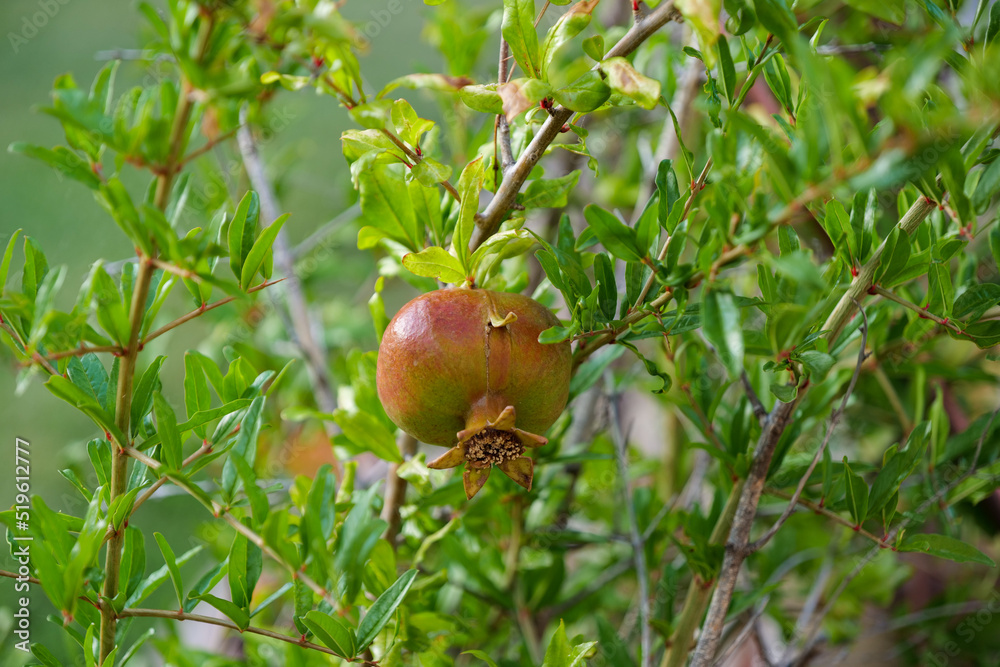 single pomegranate growing on fruit tree single pomegranate growing on fruit tree