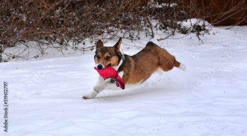 Fototapeta Naklejka Na Ścianę i Meble -  Dog running in snow