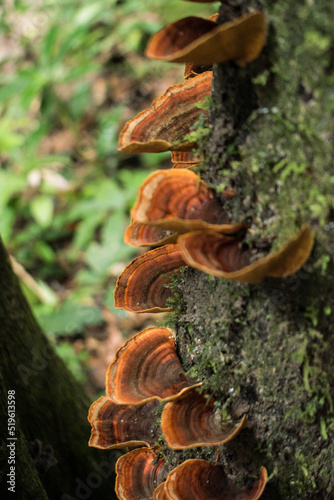 Lingzhi mushroom on the tree in rian forest with green moss on nature background