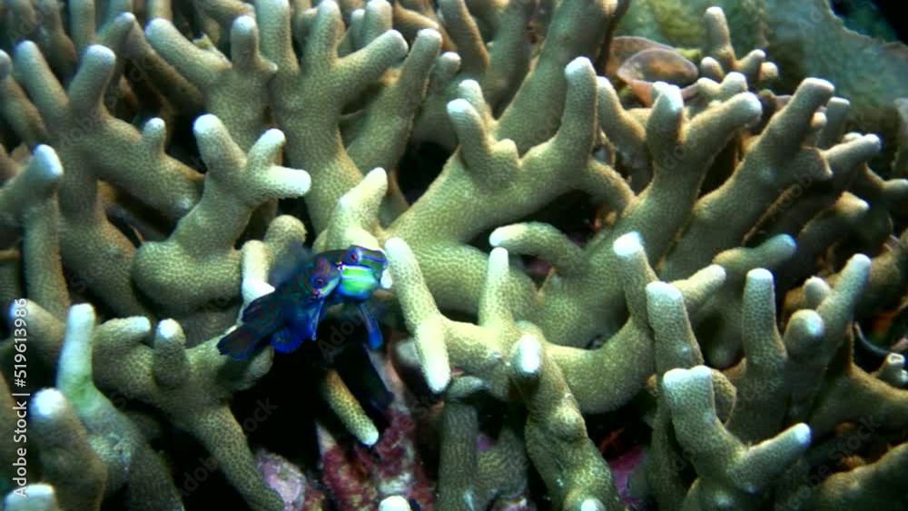 Mandarinfishes (Synchiropus splendidus) mating Mandarinfishes (Synchiropus splendidus) mating