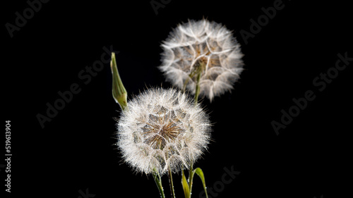 Two large dandelion flowers with seeds and water drops  black background  wallpaper  screensaver  close-up