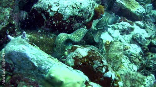 White-eyed moray (Siderea thyrsoidea) swimming photo