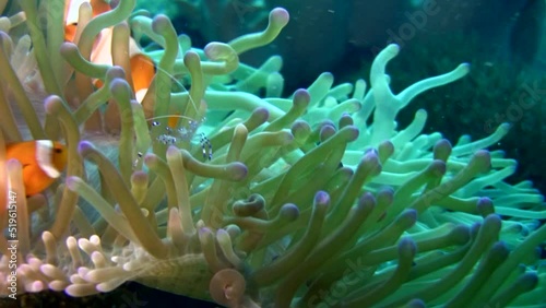 False clown anemonefish or nemo (Amphiprion ocellaris) with cleaner shrimp