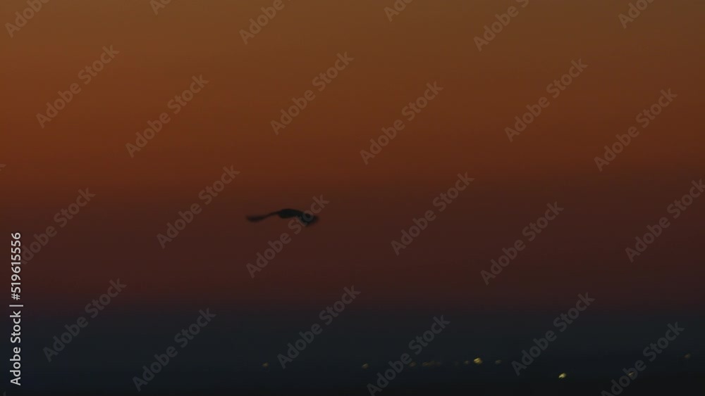 Owl in Flight Owl in Flight