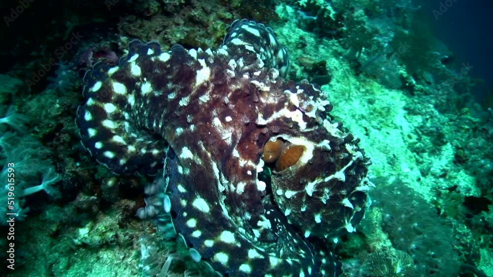 Common reef octopus (Octopus cyanea) crawling Common reef octopus (Octopus cyanea) crawling