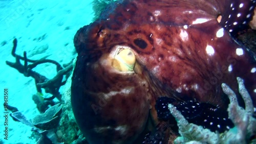 Common reef octopus (Octopus cyanea) changing color and shape photo