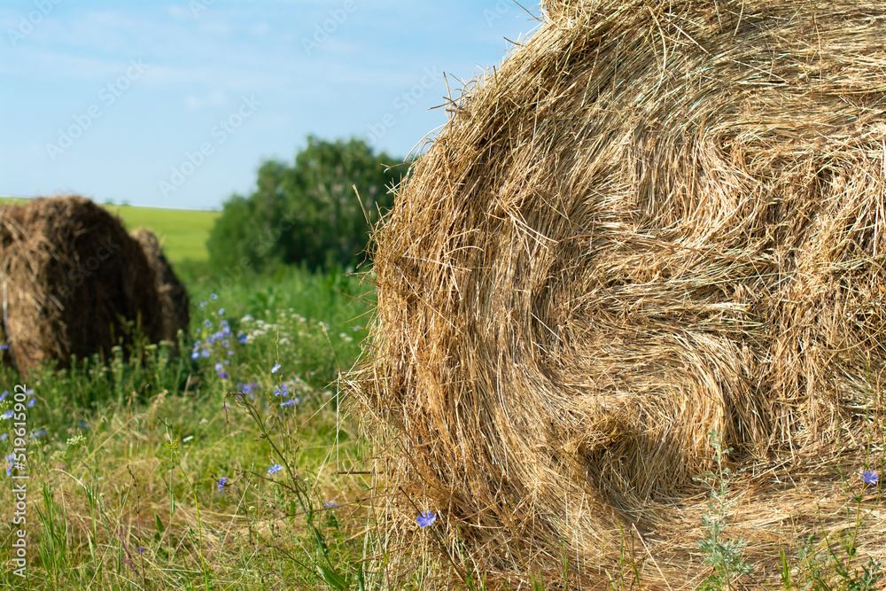 Haystack in the meadow. Russia. Summer. Close up. Haystack in the meadow. Russia. Summer. Close up.
