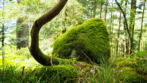 Felsen bemoost mit krummem Baum