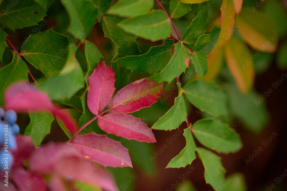 close up of red and green leaves close up of red and green leaves