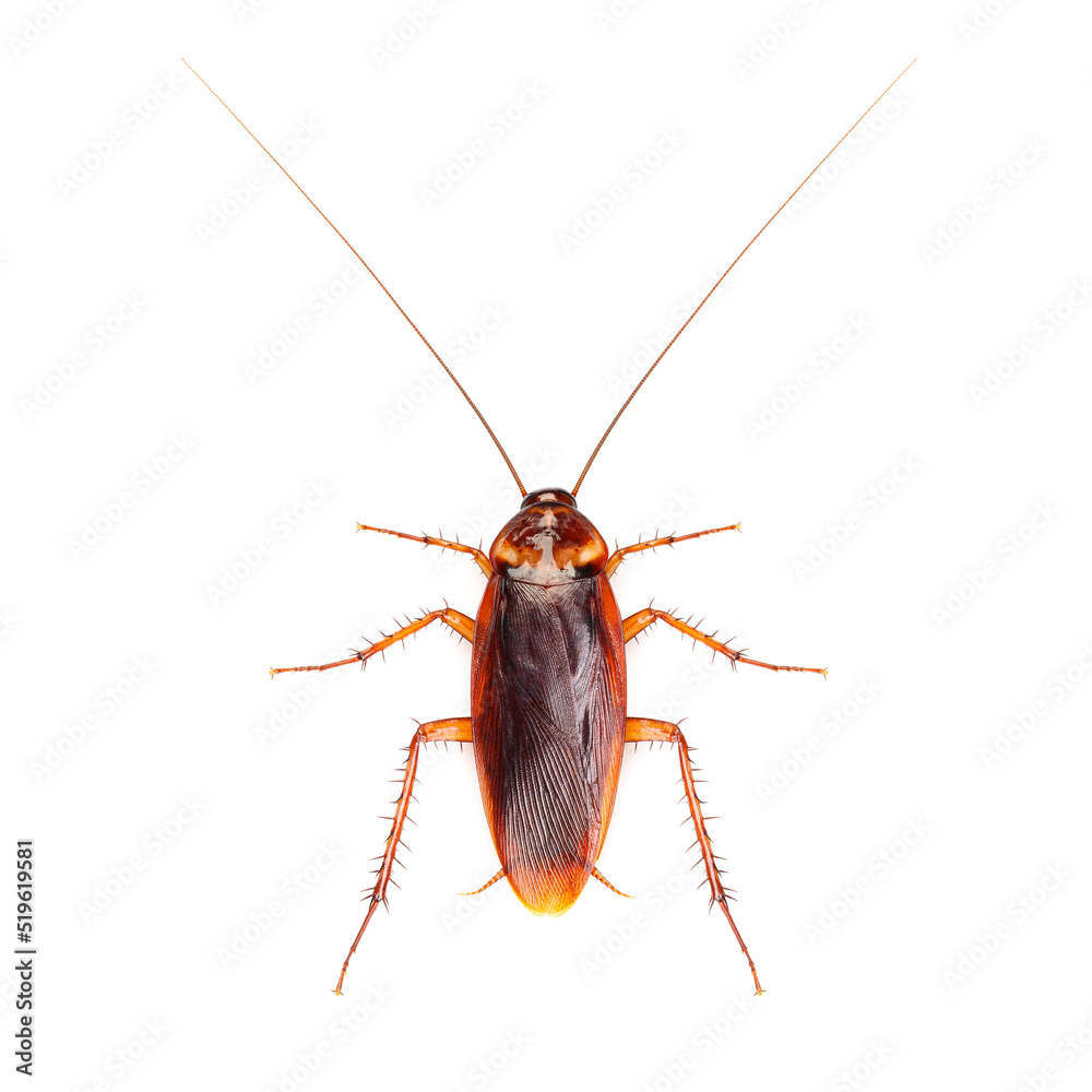 Cockroach isolated on white background Cockroach isolated on white background