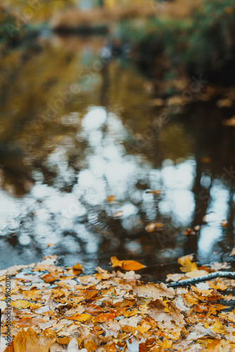 Autumn yellow fallen leaves floating on water. Forest river or pond with trees reflection. Fall seasonal background with copy space. Vertical card. selective focus.