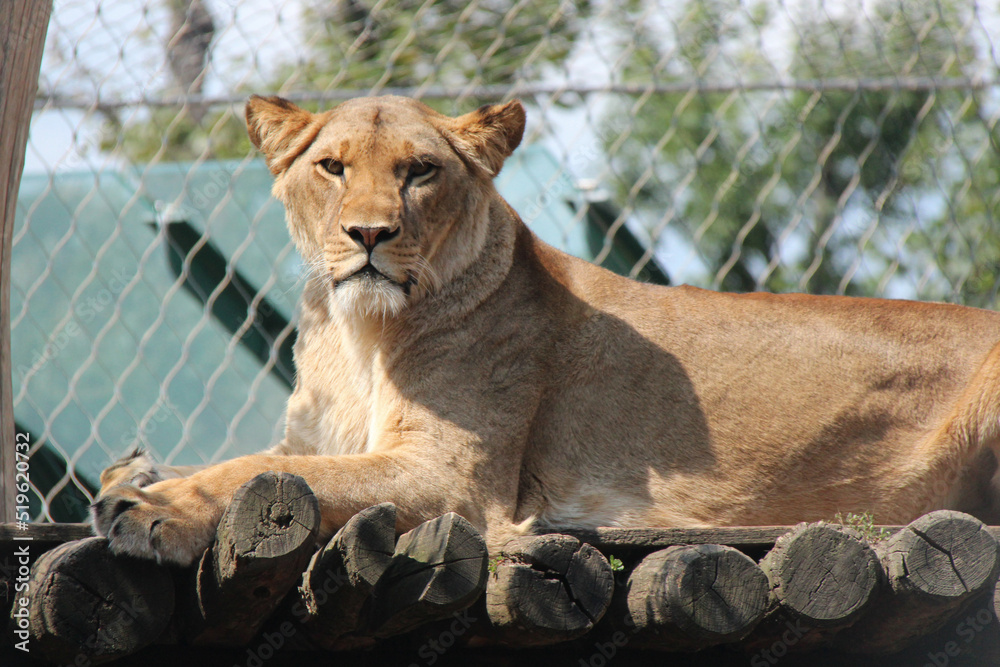 lioness in a zoo in vienna (austria) lioness in a zoo in vienna (austria)