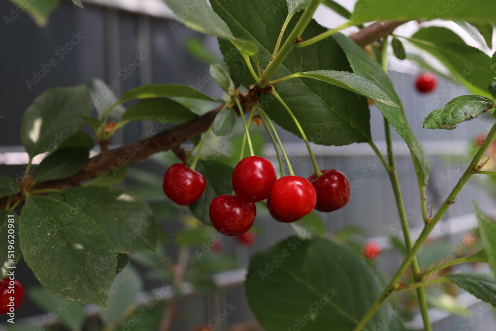 Ripe cherries hanging on branches in the garden Ripe cherries hanging on branches in the garden