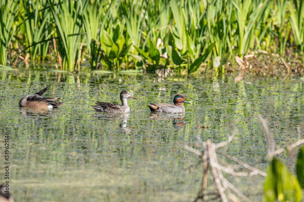 Male and female green-winged teal ducks Male and female green-winged teal ducks
