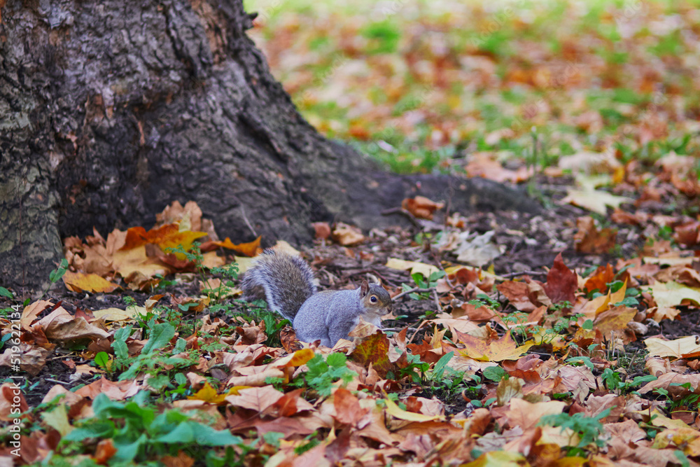 Squirrel eating nuts in St. James park of London Squirrel eating nuts in St. James park of London