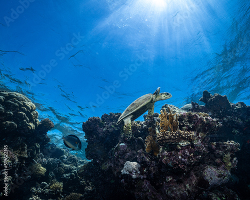 Fototapeta Naklejka Na Ścianę i Meble -  Hawksbill turtle as Ras El-Quseir, Egypt