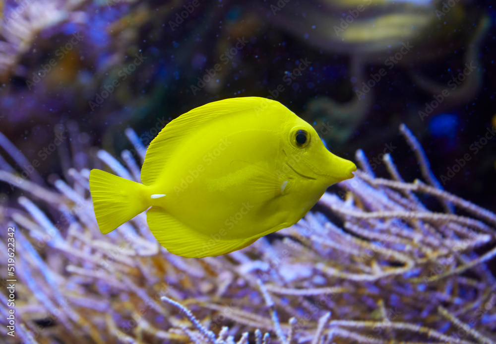 Yellow lemon fin surgeonfish in coral reef. (Zebrasoma flavescens) Yellow lemon fin surgeonfish in coral reef. (Zebrasoma flavescens)