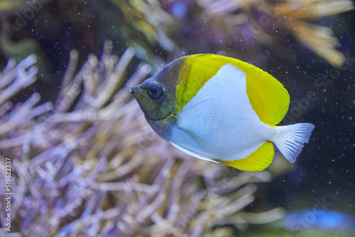Yellow pyramid butterflyfish in the coral reef. (Hemitaurichthys polylepis) photo