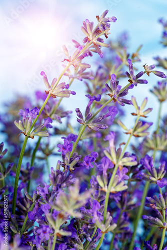 Fototapeta Flowers of Lavender over blue sky .Beauty natural background