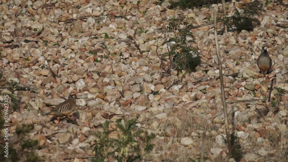 Partridge crossing from left to right in super slow motion Partridge crossing from left to right in super slow motion