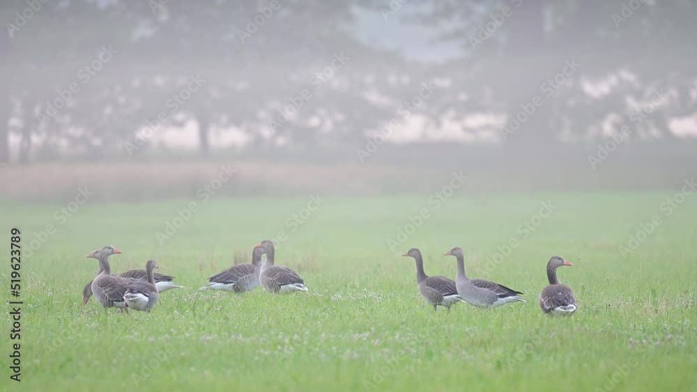 Greylag goose group looking for food on a wet meadow and quarreling in the morning mist, summer, north rhine westphalia, (anser anser), germany Greylag goose group looking for food on a wet meadow and quarreling in the morning mist, summer, north rhine westphalia, (anser anser), germany