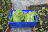 Mature mustard greens organically grown in the backyard. The concept of growing vegetables for your own consumption is economical and safe from chemicals.  Bitter taste and is high in vitamin A.
