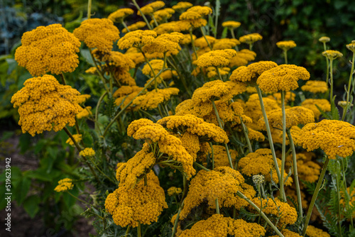 Parkers Variety yarrow flowers - Latin name - Achillea filipendulina Parkers Variety photo