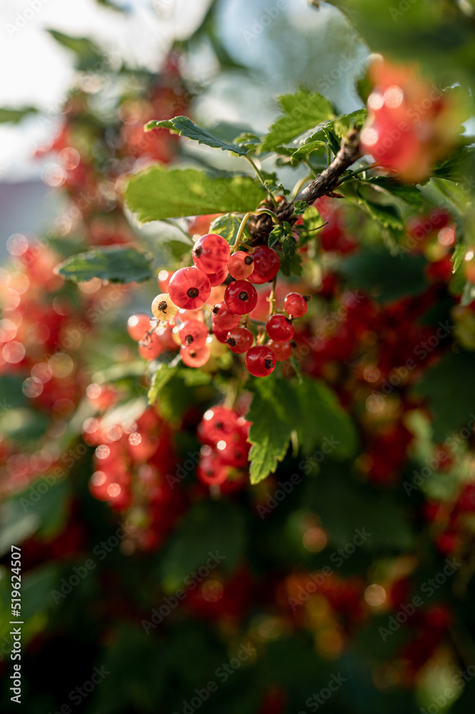 Ripe red currant berries (Ribes rubrum) on a bush branch