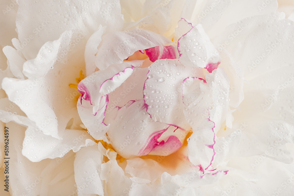 white peony flower close-up floral background with water drops, selective focus white peony flower close-up floral background with water drops, selective focus