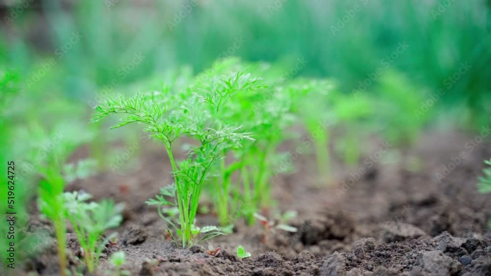A beautiful row of growing young carrots in a garden bed close-up. Smooth camera movement on homemade vegetable plantation A beautiful row of growing young carrots in a garden bed close-up. Smooth camera movement on homemade vegetable plantation